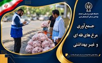 جمع‌آوری ۱۲۰ کیلوگرم مرغ قطعه‌بندی‌شده و فله‌ای غیر بهداشتی
